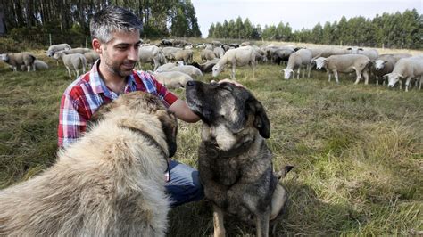 O Manexo De Pastos A Mellor Ferramenta Para A Prevenci N Do Lume