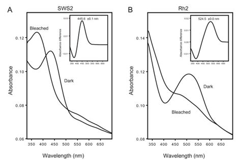 In Vitro Expression Of Eel Cone Opsins A Expression Of The Eel Sws2