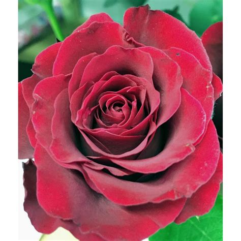 Love Knot Climbing Rose Apuldram Roses