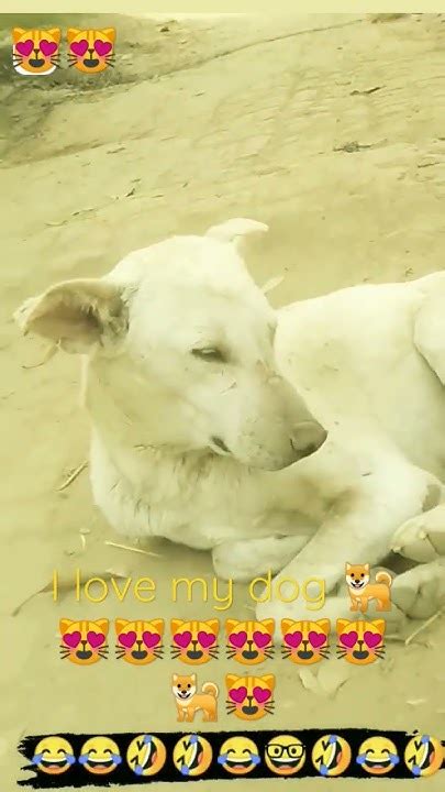 I Love My Dog 🐶🐶🐕🐕🐕🐶🐶🐶🐶🐶🐕 Youtube