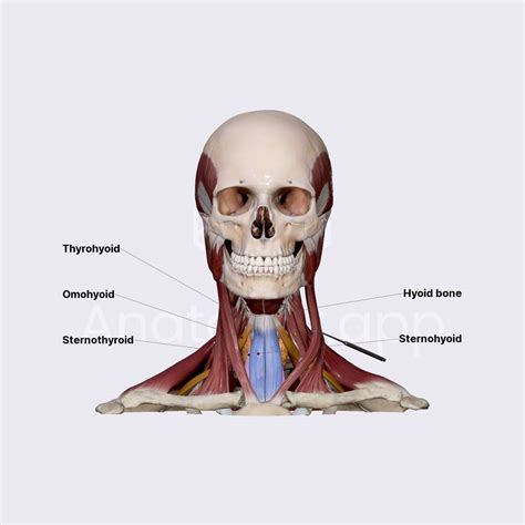 Infrahyoid neck muscles | Muscles of the neck | Head and Neck | Anatomy ...