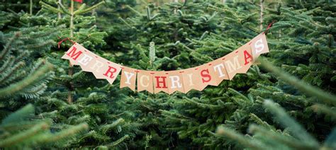 Frenchay Christmas Tree Farm In Bristol