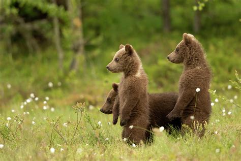 European Brown Bear Cubs Standing Finland June Photograph By Danny