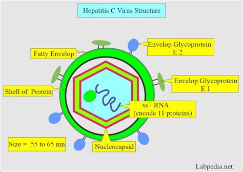 Hepatitis C Virus (HCV), HCV Profile, Diagnosis and Treatment - Labpedia.net