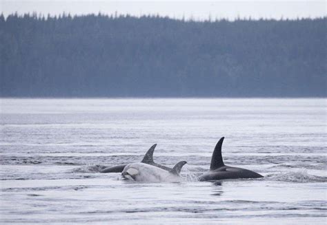 A Rare White Orca Was Spotted Off Bcs Coast And It Came A Long Way