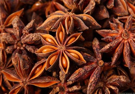 Star Anise – Digital Herbarium of Crop Plants