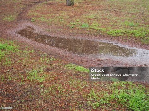 Rainwater Puddle In An Autumn Forest Concept Of Rain Stock Photo