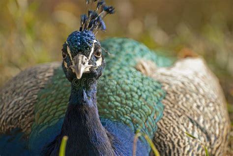 Peacock male stock image. Image of impressive, colors - 28698675