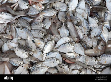 Sea fishes hi-res stock photography and images - Alamy