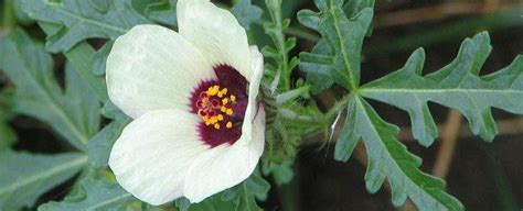 Flower Of An Hour Hibiscus Trionum Nexles