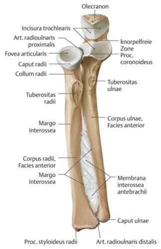 Unterarm Und Hand Flashcards Quizlet
