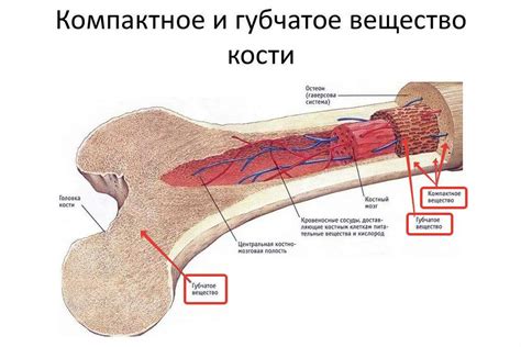 Строение костей и соединения: ключевые аспекты и функции.