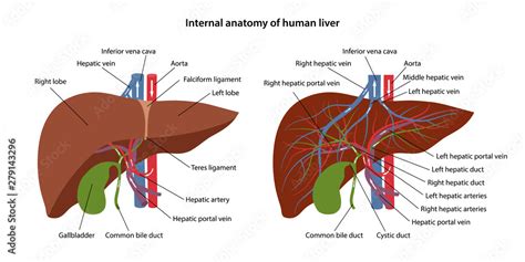 internal anatomy  human liver  description