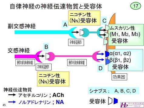 動画マスター 機能形態学 動画リスト
