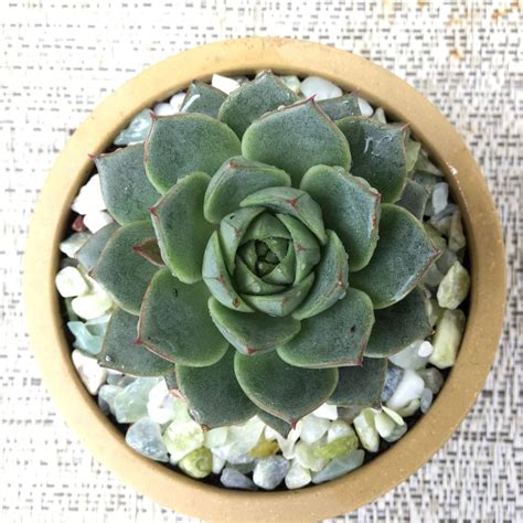 Echeveria ‘Fabiola’ is a hybrid between the species Echeveria ...