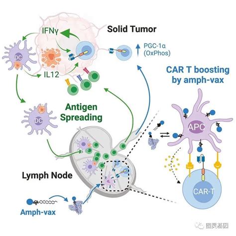 Cell MIT使用疫苗驱动抗原扩散促进CAR T细胞治疗实体瘤 知乎