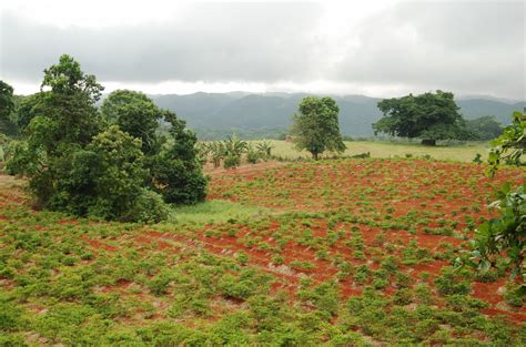 £16.7 million project set to modernise Jamaica’s agricultural sector