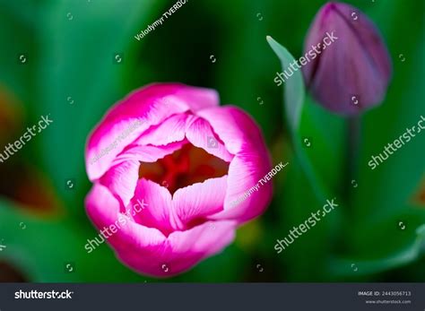 Vagina Flower Concept Sexy Flower Pussy Stock Photo