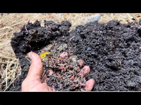 Setting Up A New Red Wiggler Composting Bin Bedding Food Tips