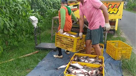 Ikan Patin Cepat Panen Budidaya Ikan Patin Di Kolam Tanah Youtube