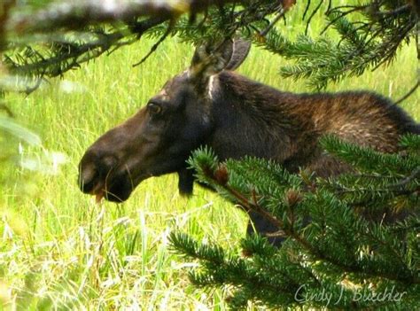 Moose Rocky Mountain National Park By Cindy J Buechler Rocky