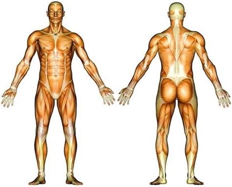 Muscles Diagram1 Image - Graph Diagram