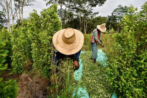 Nueva Pol Tica Antidrogas En Colombia Disminuir Producci N De Coca