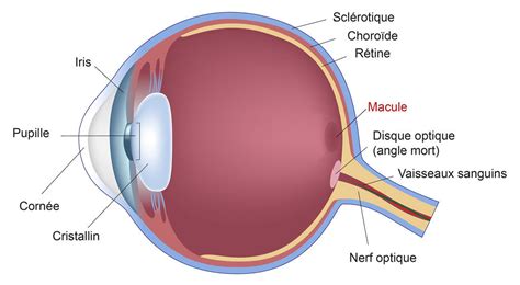 Anatomie De Loeil Centre Ophtalmologique à Vic