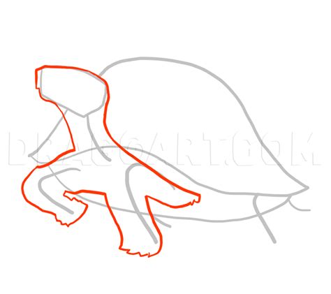 How To Draw Turtles, Step by Step, Drawing Guide, by MauAcheron ...