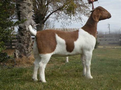 Jc Boer Goats 3 Xl Classy Color