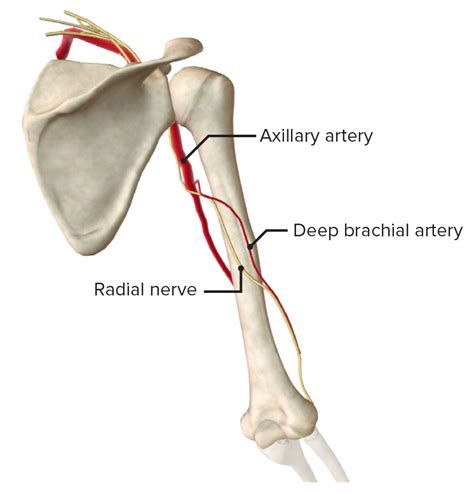 Radial Groove Radial Nerve