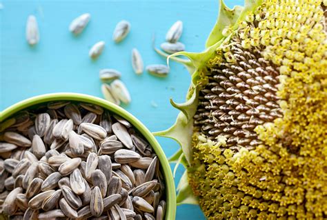 How To Get Sunflower Seeds From Flower Back Gardener