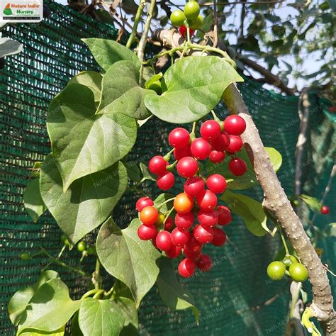 buy tinospora cordifolia plant  bulk  nature india nursery