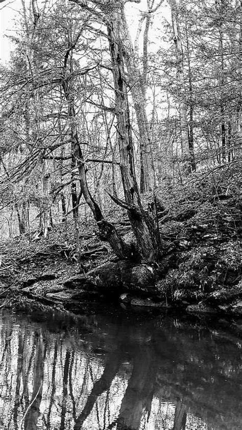 Pine Tree Reflections Photograph By Lesley Wood Fine Art America