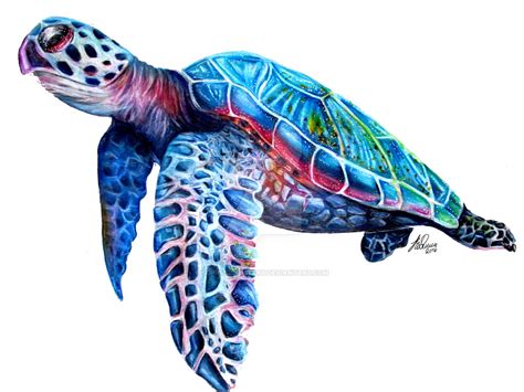 Sea Turtle Drawing Color at PaintingValley.com | Explore collection of ...