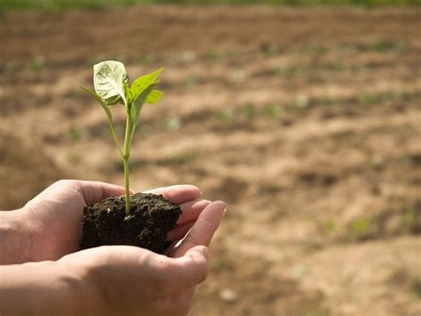 Fertilización Del Aguacate Consejos Y Nutrientes Agbar Agriculture