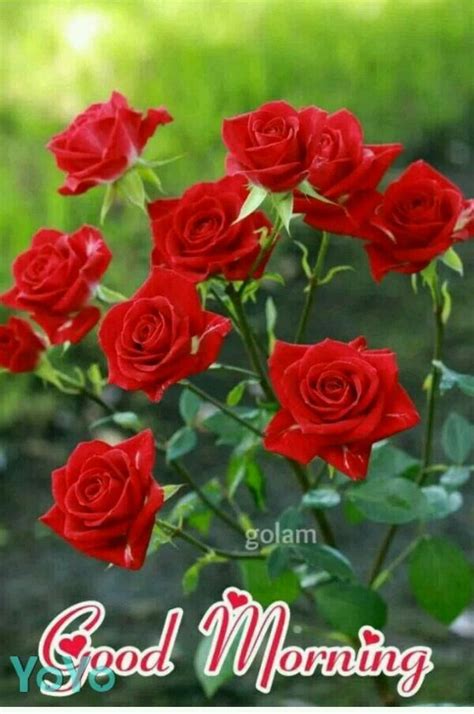 Good Morning With Red Roses - Desi Comments