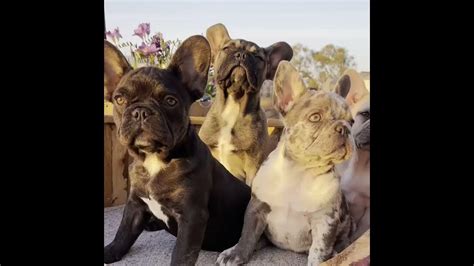 Fluffy Carrier French Bulldog Puppies For Sale In Los Angeles