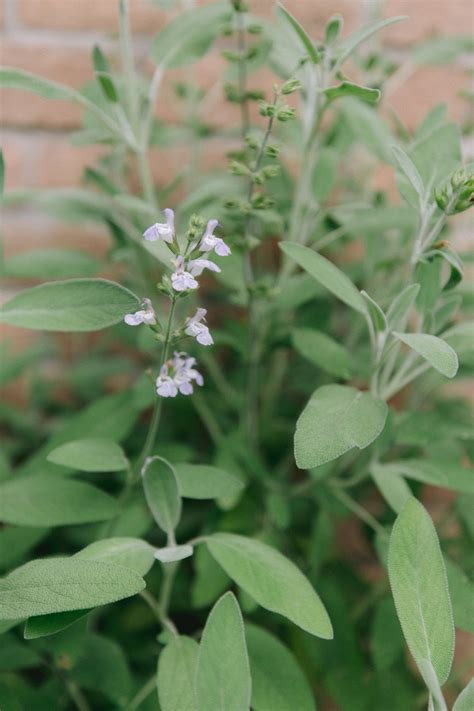 Growing Sage: Tips for Your Kitchen Garden