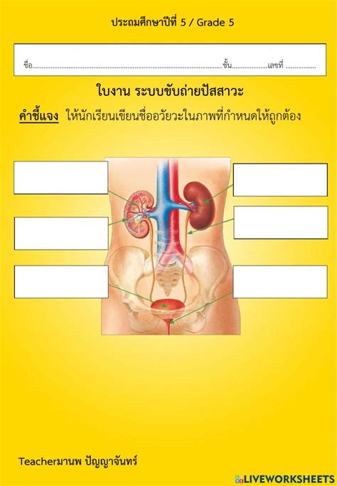 ระบบขับถ่ายปัสสาวะ Interactive Worksheet Ejercicios Interactivos Cuadernos Interactivos