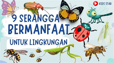 SERANGGA YANG BERMANFAAT BAGI LINGKUNGAN BELAJAR NAMA SERANGGA BAHASA