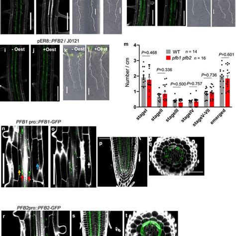 Repression of PFA1 target genes impairs the pericycle function for ...