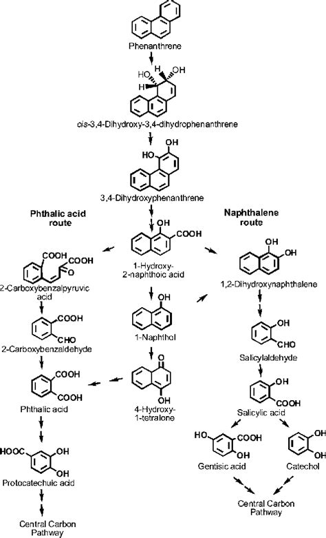 Figure From Biodegradation Of Phenanthrene By Pseudomonas Sp Strain