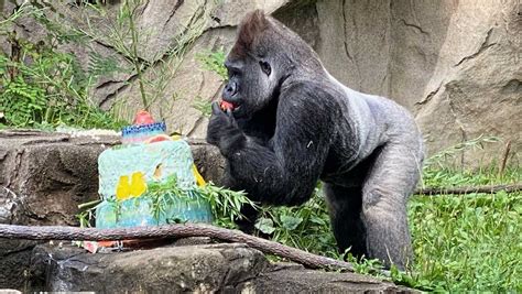 Happy Birthday Jomo Cincinnati Zoos Largest Silverback Super Dad