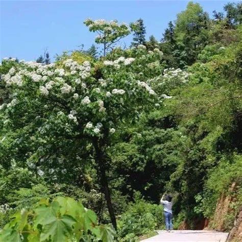 安源桐花香里看小山村的“网红”蝶变乡村王春燕青山镇