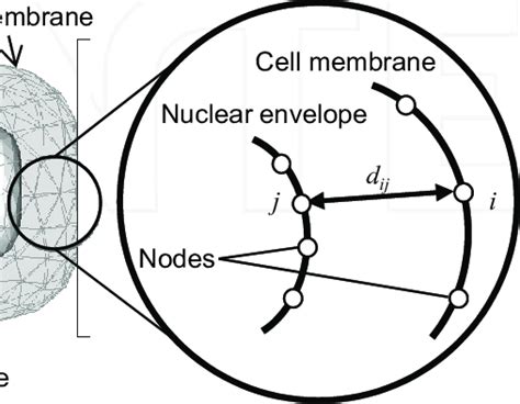 Nuclear Envelope Diagram