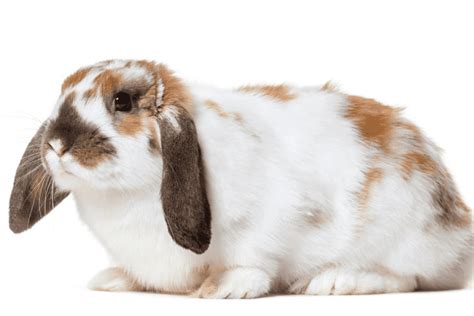 English Lop Rabbit Size Color Behavior Temperament Why Rabbits