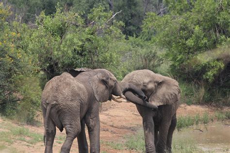 Elephants Mating