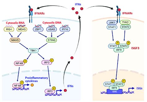 The Interferon Response The Type I Interferons Ifns Red Dots Are