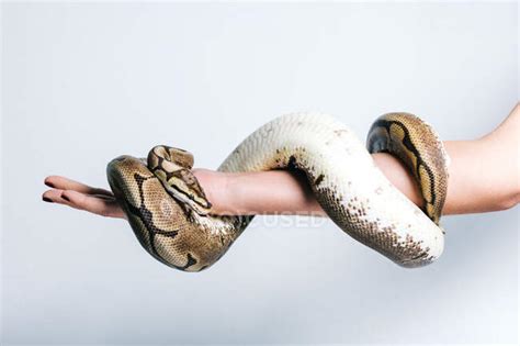 White Python Snake